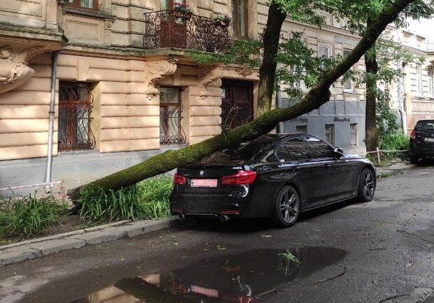 На вихідних, 12-13 червня, у Львові вітер повалив дерева. Фото: Варта1