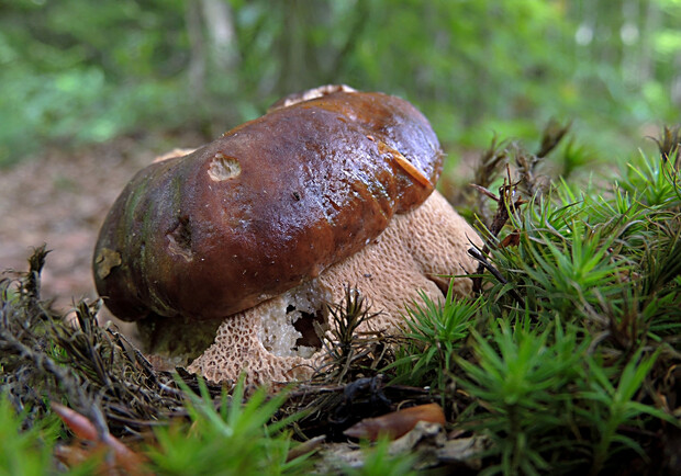 Готуй кошик: у лісах Львівської області почали з'являтися білі гриби. Фото: Іван Березовський.