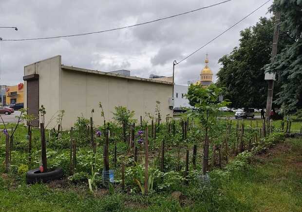 На газоні у Львові посадили картоплю. Фото: Марія Борис