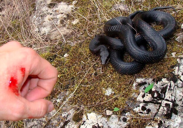 На Стрийщині через укус змії чоловік потрапив до реанімації. Фото: youfact.tv (умовне)
