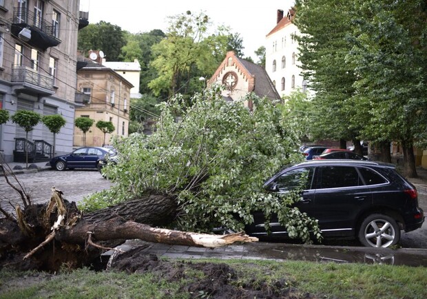 Сильний вітер повалив у Львові дві сотні дерев. Фото: Львівська міська рада