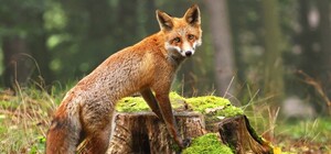 Потрапила у капкан: до львівського притулку привезли покалічену лисицю