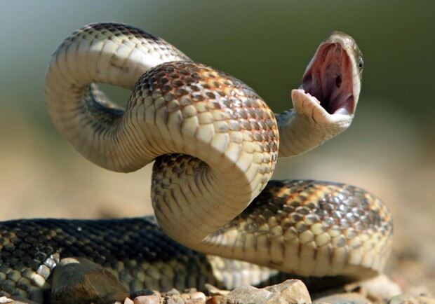Змія напала на 13-річного львів’янина. Фото: pinterest.com