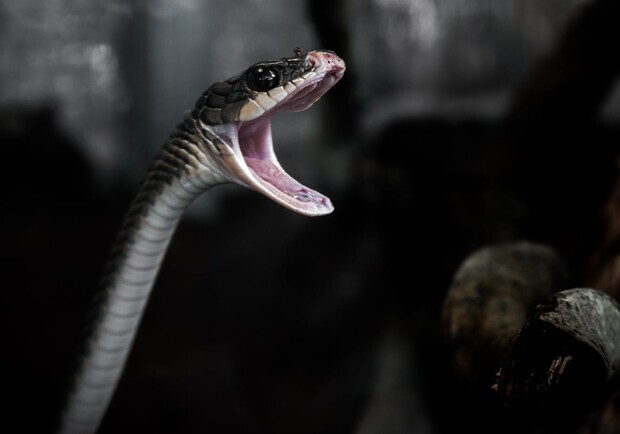 Незабутній відпочинок: у Славському змія вкусила чоловіка. Фото: pexels.com (умовне).