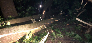 Нові подробиці трагедії у львівському парку: клен, що вбив молоду пару, не був аварійним