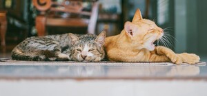 Кинув у пакет і втопив: як покарали чоловіка за вбивство кішок