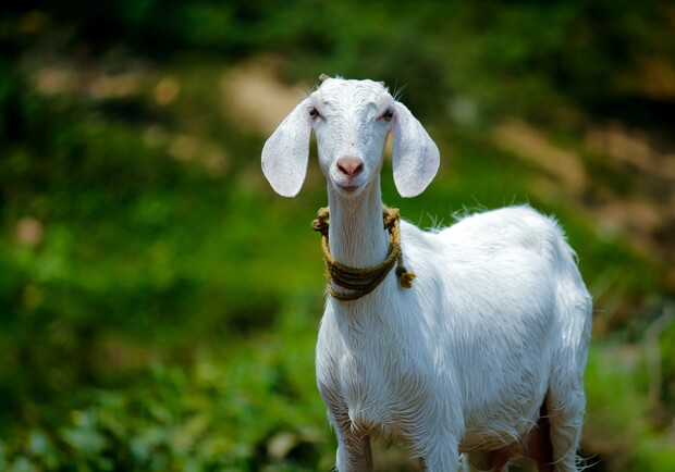 Халяльного м'ясця захотілося: у львівському парку іноземці зарізали козу і засмажили на багатті. Фото: unsplash.com (умовне)