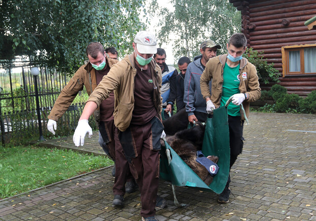 У Ведмежому притулку «Домажир», що біля Львова, на одного ведмедя стало більше. Фото: "Домажир"