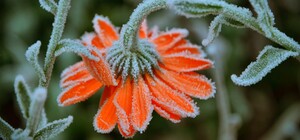 Суворий вересень: у Львові прогнозують заморозки