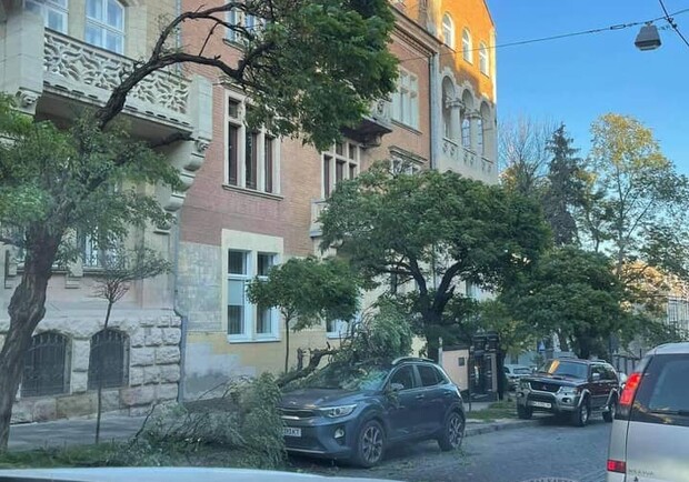 У Львові на автомобіль впало дерево. Фото: Ігор Зінкевич