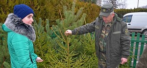 Ялинкові базари у Львові: мерія визначилася з місця для торгівлі хвойними деревами