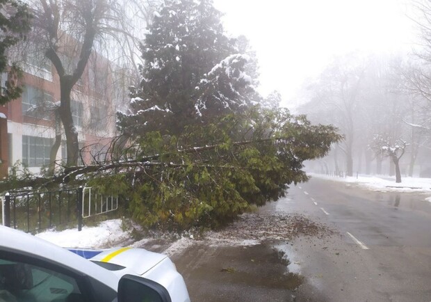 На Патона у Львові повалене дерево частково заблокувало рух 