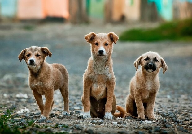 Як працюватимуть ловці безпритульних собак у Львові у січні-лютому 