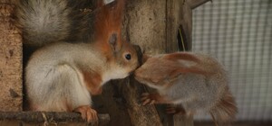 В Одеському зоопарку оберуть найромантичнішу пару тварин (фото)