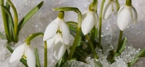 На Відрадному розцвіли перші проліски