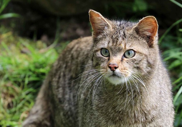 На Львівщині червонокнижний лісовий кіт прийшов до людей у пошуках їжі 