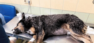 Друга з отруєних учора у Гідропарку собак померла