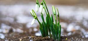 Весна близько: в Одесі розцвіли проліски (фото)