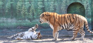 В Одеському зоопарку обрали найромантичнішу пару тварин (фото)