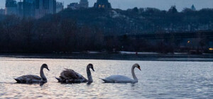Лебедеві, який жив у парку на Березняках, відірвали голову