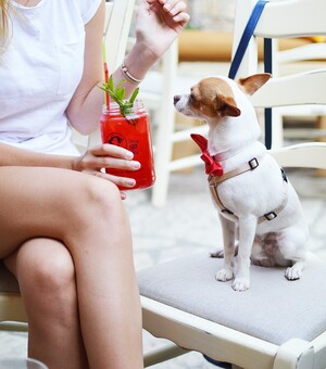 Куди впускають з котом і собакою: 7 pet-friendly ресторанів Львова