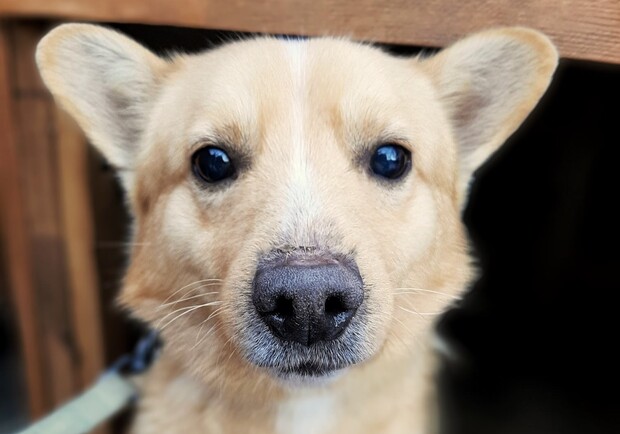 З поганим зором, але з безмежною душею: львівський безпритульний собачка Рудик шукає турботливого господаря 