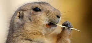 Львівський міський дитячий еколого-натуралістичний центр