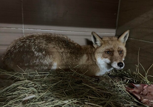 Жила у собачій буді на ланцюзі: до львівського притулку привезли лисицю 
