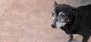 У Дніпрі на Парусі собак труять ковбасою