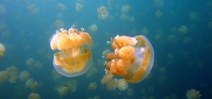 В Азовському морі хочуть опрісняти воду, щоб позбутися медуз