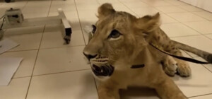 У Дніпрі у ветклініку привели маленьку левицю