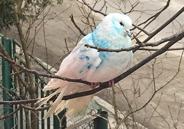 У Львові розшукують власника блакитного голуба. 