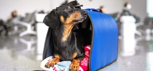 Як виїхати до країн ЄС із тваринами