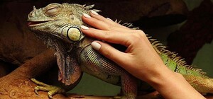 Змії, папужки та ящірки переселенців знайшли притулок у Львові