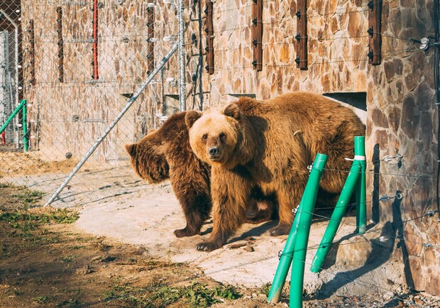 Ще двох ведмедів з київського притулку привезли до Львова 