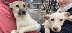 Запорізький притулок для собак отримав гуманітарну допомогу