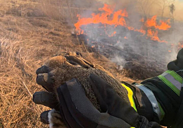 З масштабної пожежі біля Львова надзвичайники врятували зайченя 