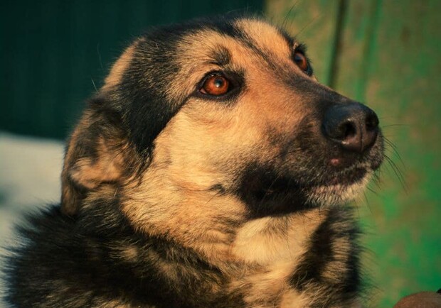 З Броварів до львівського притулку евакуювали собак – шукають нових господарів 