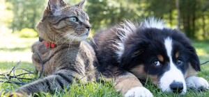 У Києві ветеринарні клініки змінили графік роботи