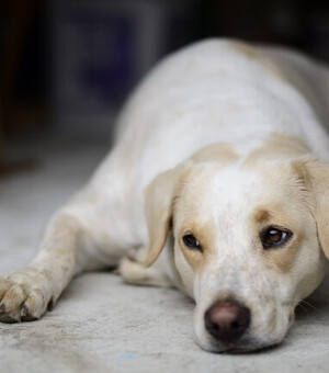 Як надати допомогу тваринам під час хімічної атаки