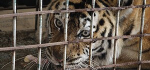 У Дніпро евакуювали півтора десятка тварин із харківського екопарку