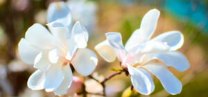 Ніщо не зупинить весну: в Одесі цвітуть сакури та магнолії