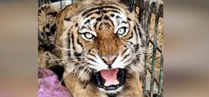 У Київський зоопарк приїхав евакуйований тигр із Харкова