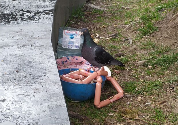 Гарно жити не заборонити: у Трускавці загодовують голубів сосисками – відео. 