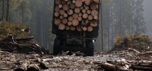 На Київщині чоловік незаконно спиляв півсотні дерев на 200 тисяч гривень