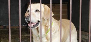 Як допомогти евакуйованим у Дніпро тваринам