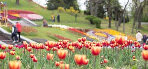 У Києві відкриють виставку тюльпанів на 