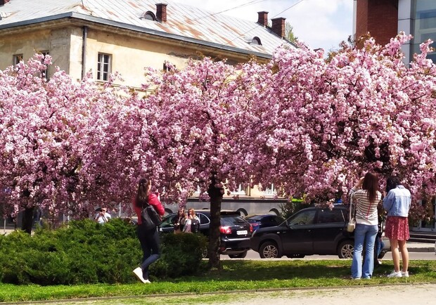 У Львові розпочався сезон цвітіння сакур – атмосферні фото та відео. 