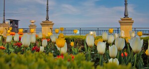 В Одесі біля набережної розпустилися сотні тюльпанів