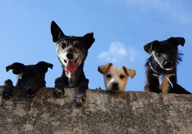 Як працюватимуть ловці безпритульних собак у Львові у травні і червні – графік 